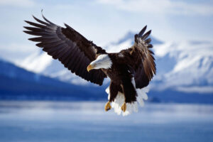 Bald Eagle in Flight Alaska206538590